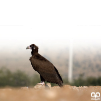 گونه کرکس سیاه Eurasian Black Vulture